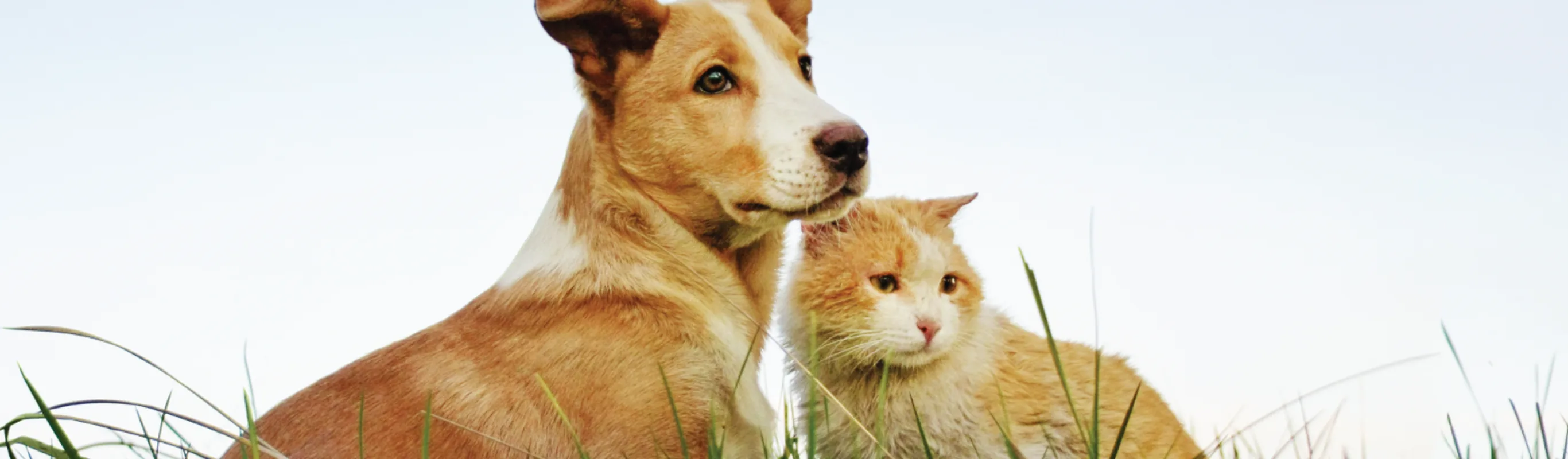 Cat and dog in grass looking away